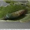 musch cribrellum pupa1 volg